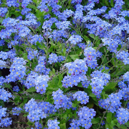500 Forget Me Not Mix Seeds - Seed World