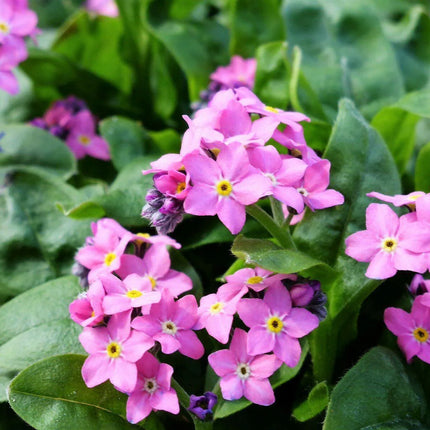 500 Forget Me Not Mix Seeds - Seed World