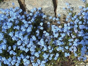 500 Forget-Me-Not (Myosotis Alpestris Blue) Seeds - Seed World