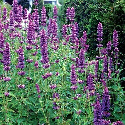 500 Giant Hyssop Lavender Blue Flower Seeds - Seed World