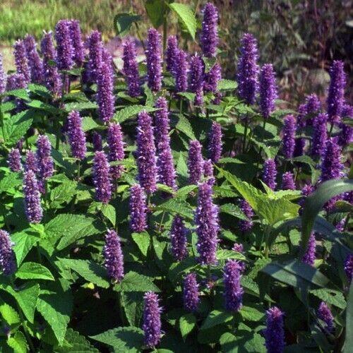 500 Giant Hyssop Lavender Blue Flower Seeds - Seed World