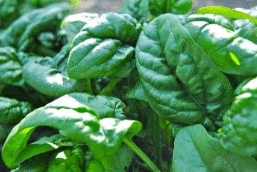 500 Giant Nobel Spinach Seeds – Heirloom Variety - Seed World