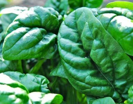 500 Giant Nobel Spinach Seeds – Heirloom Variety - Seed World