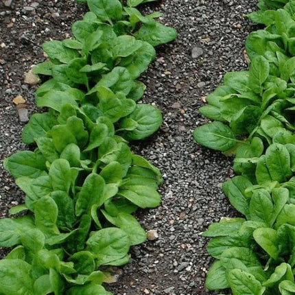 500 Giant Nobel Spinach Seeds – Heirloom Variety - Seed World