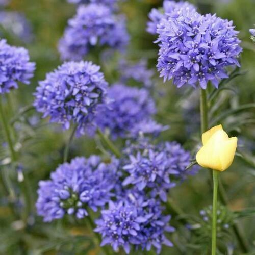 500 Globe Gilia Seeds - Seed World