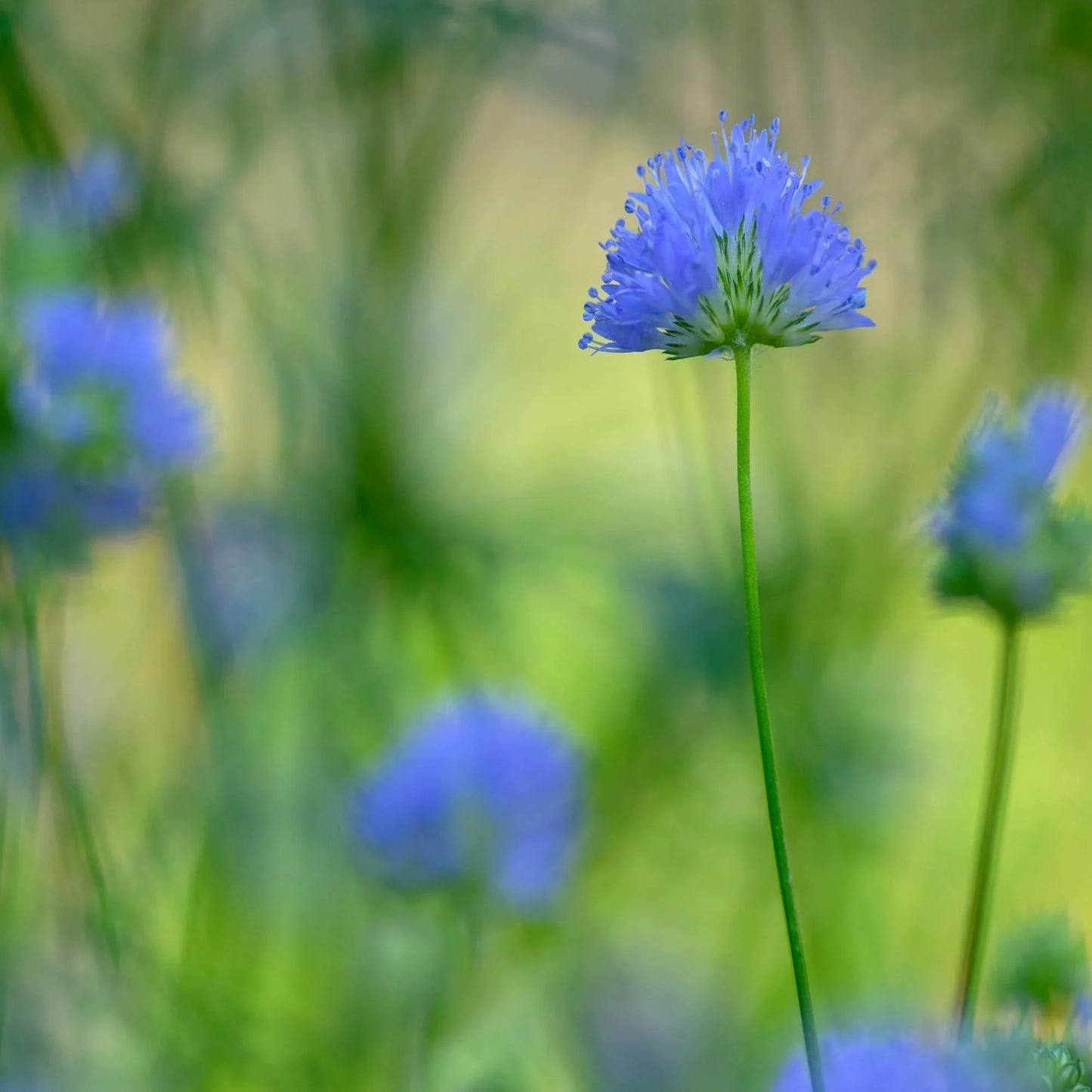 500 Globe Gilia Seeds - Seed World
