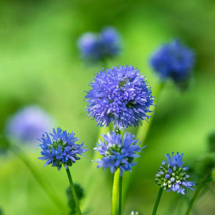 500 Globe Gilia Seeds - Seed World