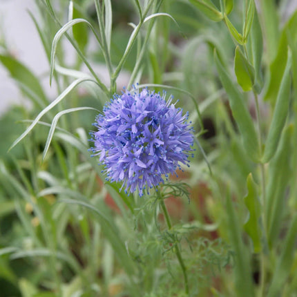 500 Globe Gilia Seeds - Seed World