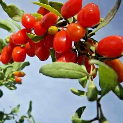 500 Goji Berry Seeds - Seed World