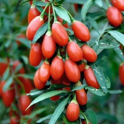 500 Goji Berry Seeds - Seed World