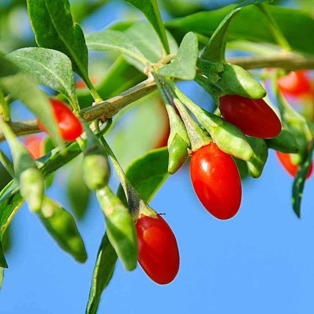 500 Goji Berry Seeds - Seed World