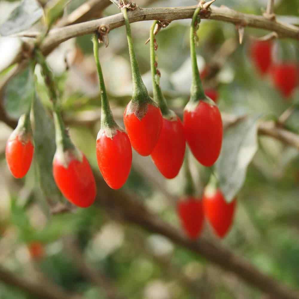500 Goji Berry Seeds - Seed World