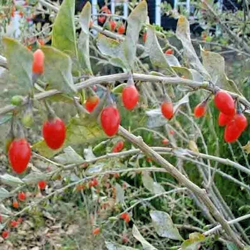 500 Goji Berry Seeds - Seed World