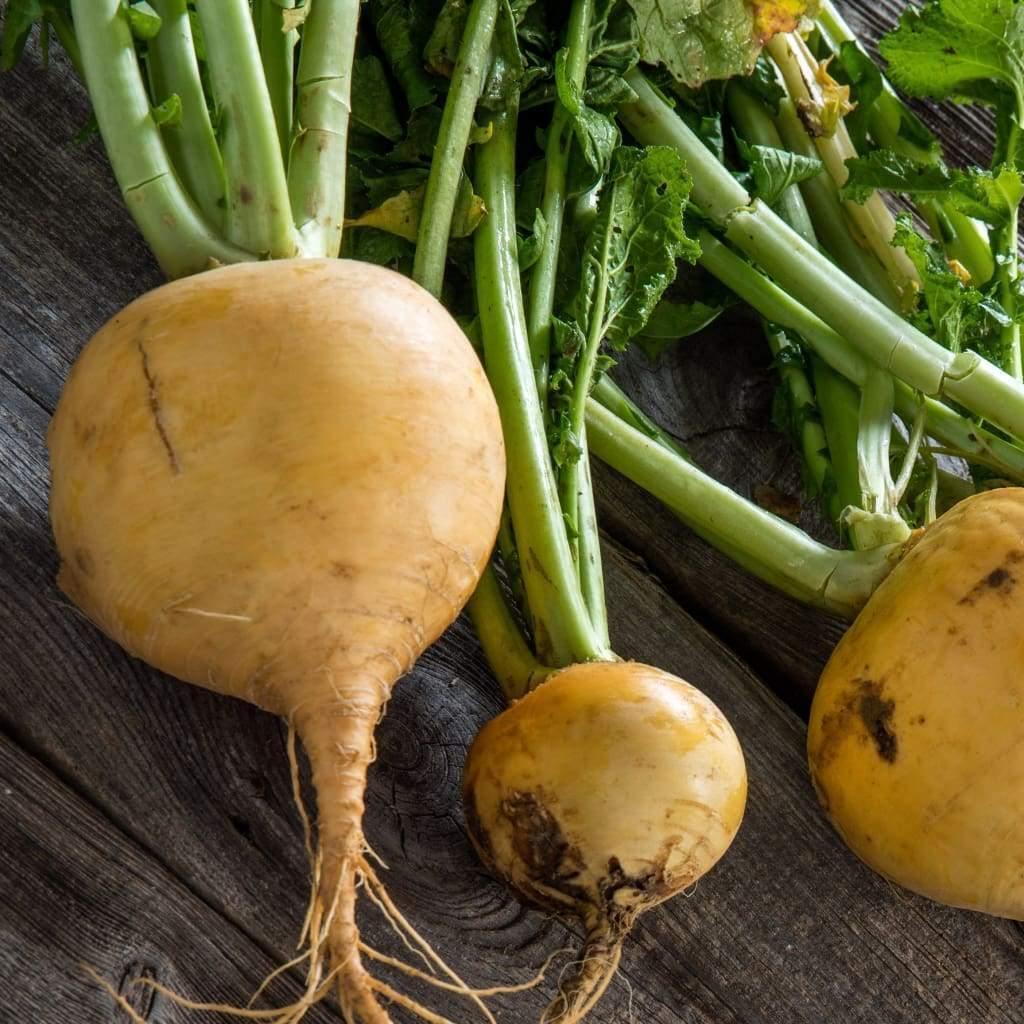 500 Golden Ball Turnip Seeds - Seed World