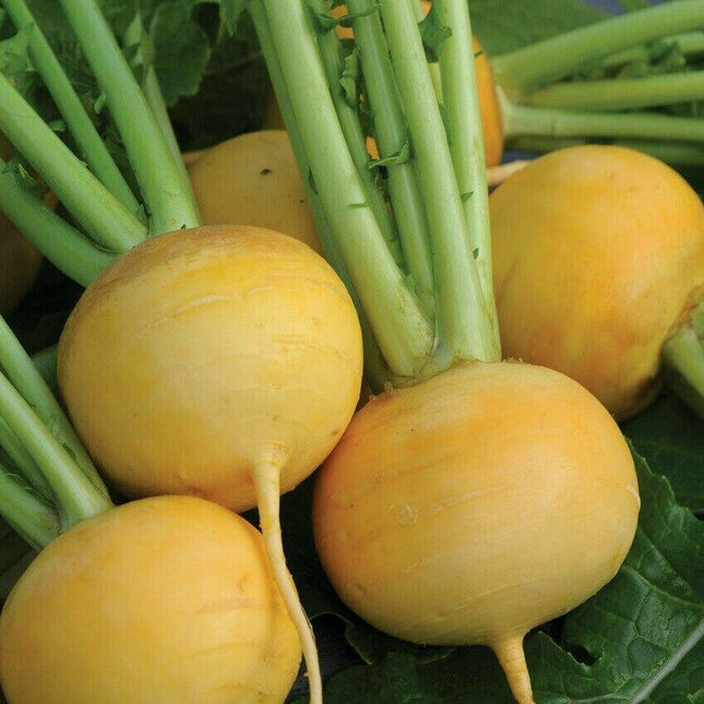 500 Golden Ball Turnip Seeds - Seed World