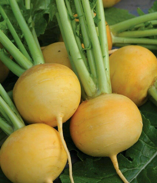 500 Golden Ball Turnip Seeds - Seed World