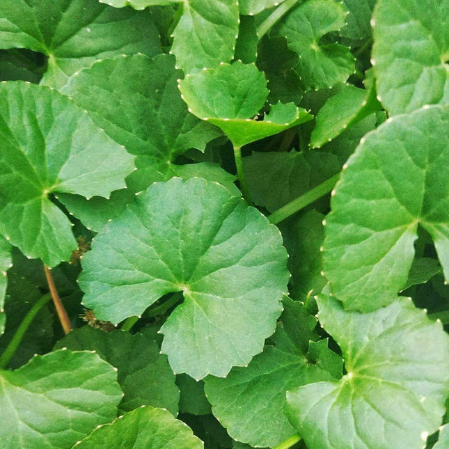 500 Gotu Kola Seeds (Centella asiatica) – Pennywort | Rau Má - Seed World