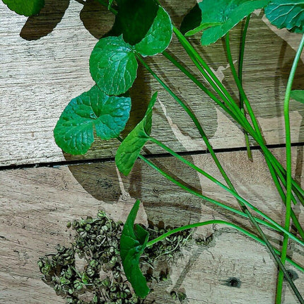 500 Gotu Kola Seeds (Centella asiatica) – Pennywort | Rau Má - Seed World