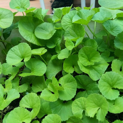 500 Gotu Kola Seeds (Centella asiatica) – Pennywort | Rau Má - Seed World