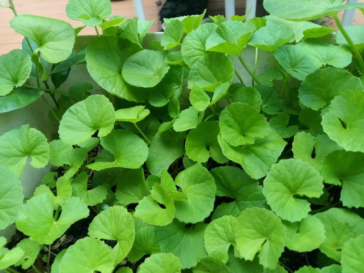 500 Gotu Kola Seeds (Centella asiatica) – Pennywort | Rau Má - Seed World