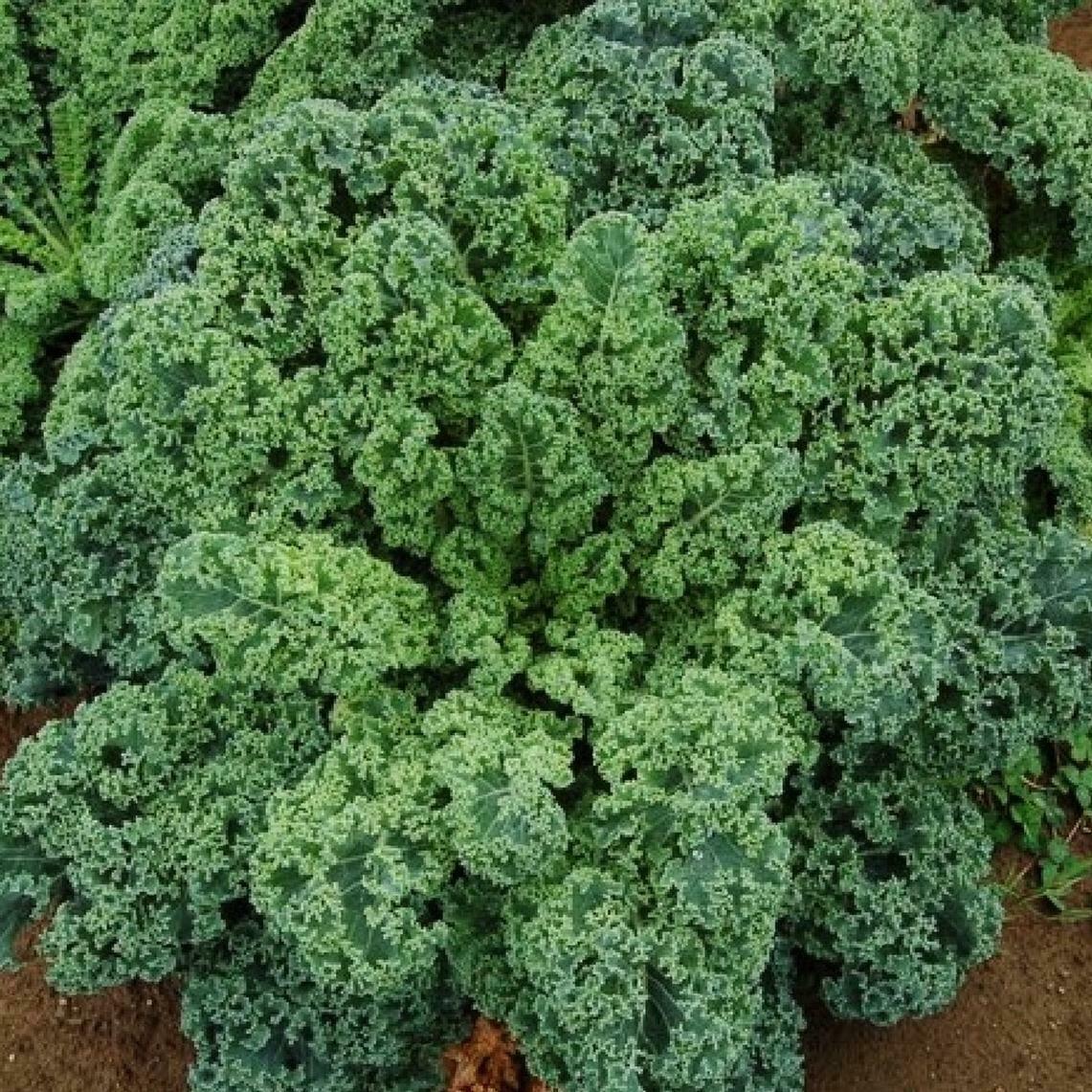 500 Kale Blue Curled Scotch Seeds - Seed World