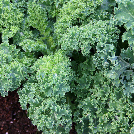 500 Kale Blue Curled Scotch Seeds - Seed World