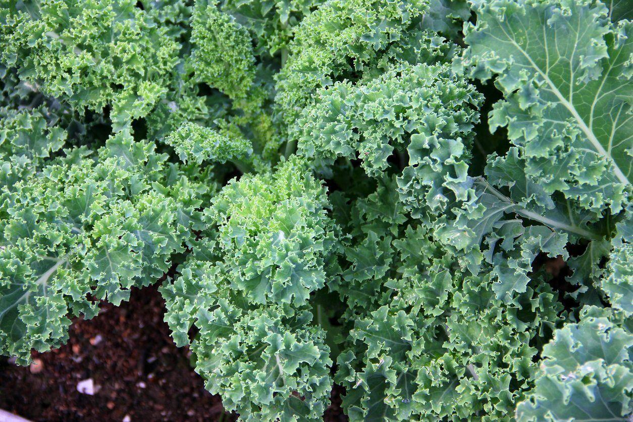 500 Kale Blue Curled Scotch Seeds - Seed World
