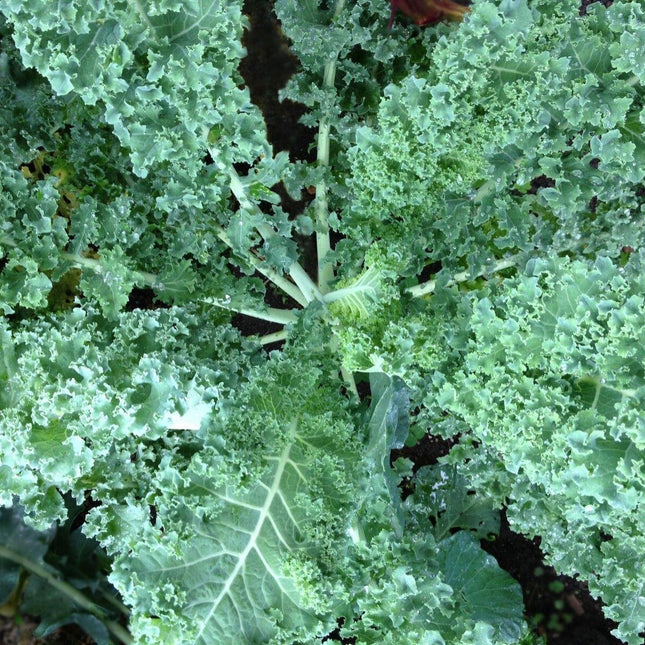 500 Kale Blue Curled Scotch Seeds - Seed World