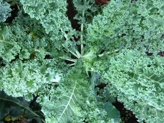 500 Kale Blue Curled Scotch Seeds - Seed World