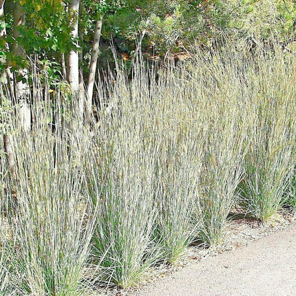 500 Little Bluestem Seeds - Seed World