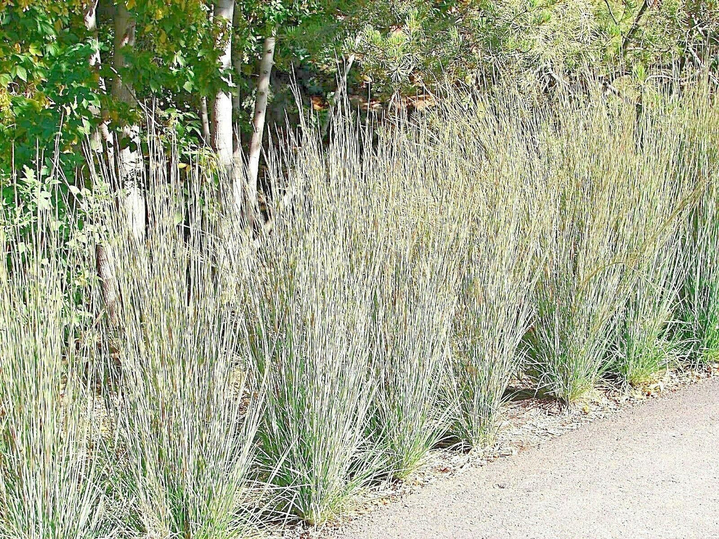 500 Little Bluestem Seeds - Seed World
