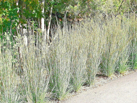 500 Little Bluestem Seeds - Seed World