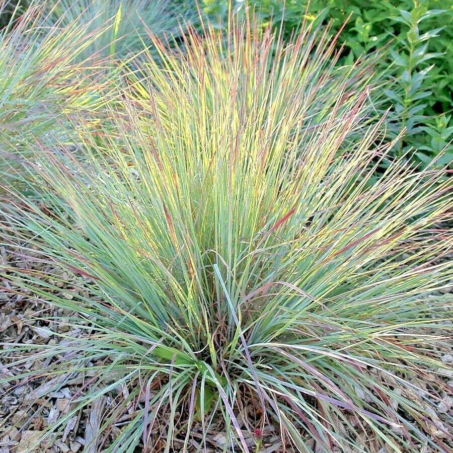 500 Little Bluestem Seeds - Seed World