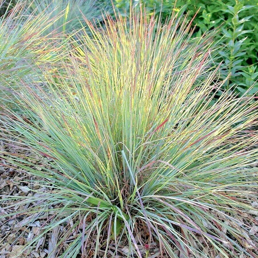500 Little Bluestem Seeds - Seed World