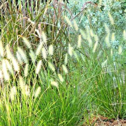 500 Little Bluestem Seeds - Seed World