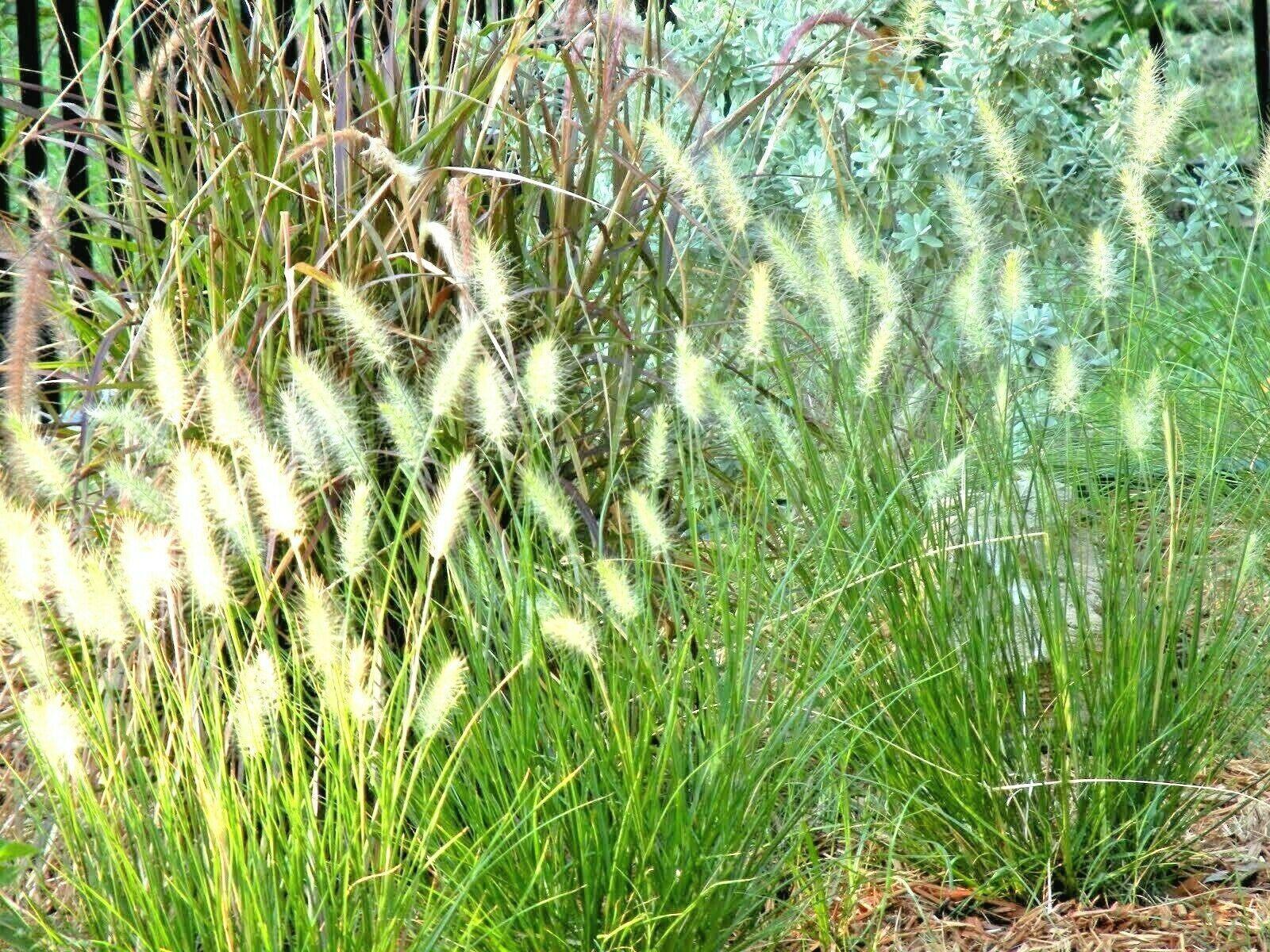 500 Little Bluestem Seeds - Seed World