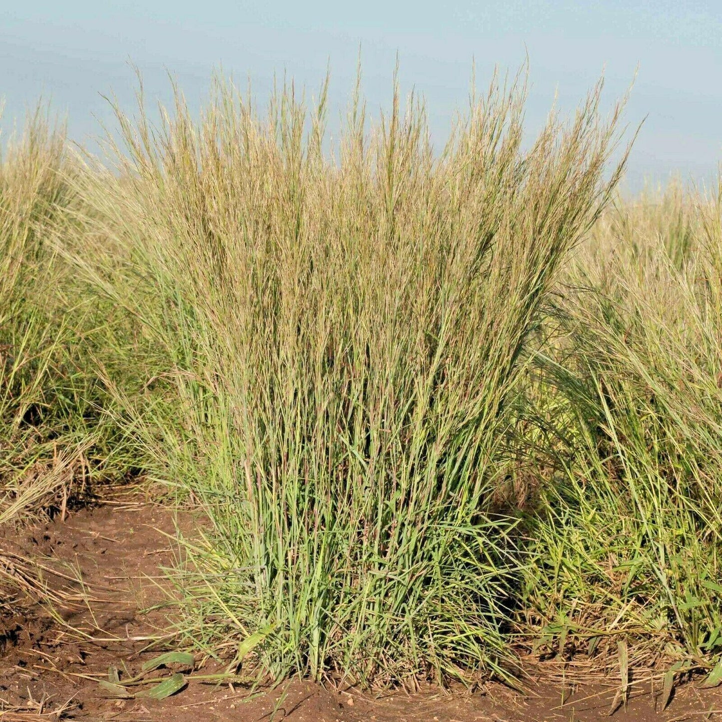 500 Little Bluestem Seeds - Seed World