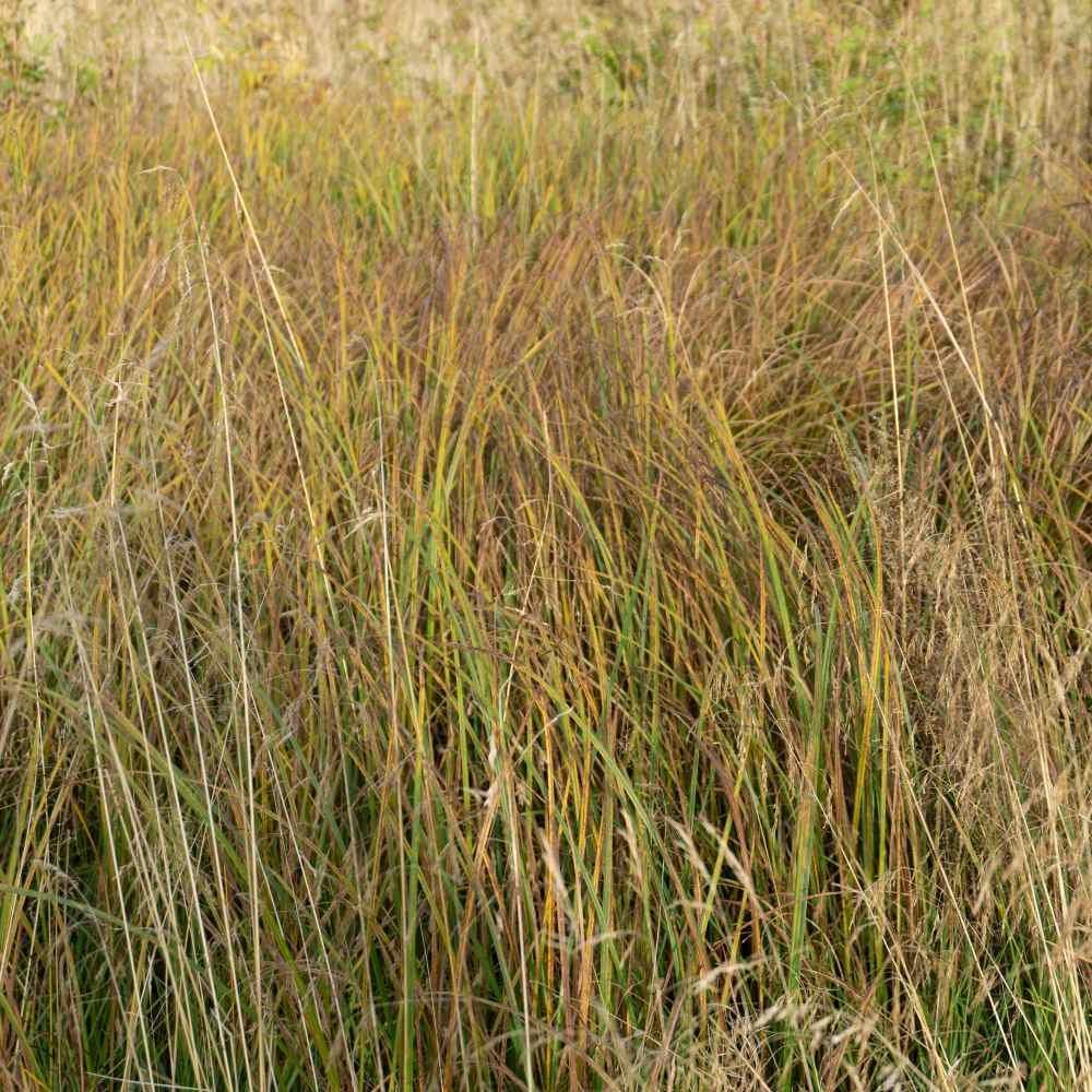 500 Little Bluestem Seeds - Seed World