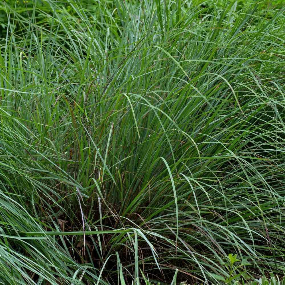 500 Little Bluestem Seeds - Seed World