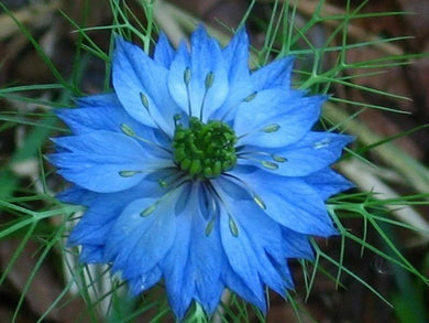 500 Love In A Mist Miss Jekyll Blue Seeds - Seed World