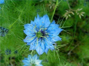 500 Love In A Mist Miss Jekyll Blue Seeds - Seed World