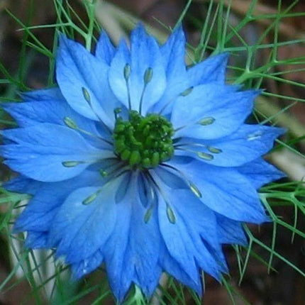 500 Love In A Mist Miss Jekyll Blue Seeds - Seed World