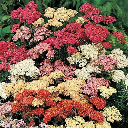 Mixed summer yarrow flowers – colorful heirloom blooms for pollinator-friendly, drought-tolerant gardens