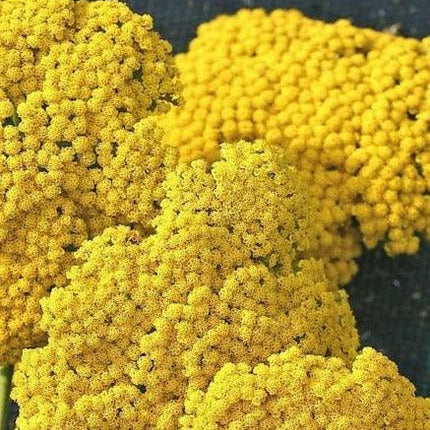 500 Mixed Summer Yarrow Seeds - Seed World