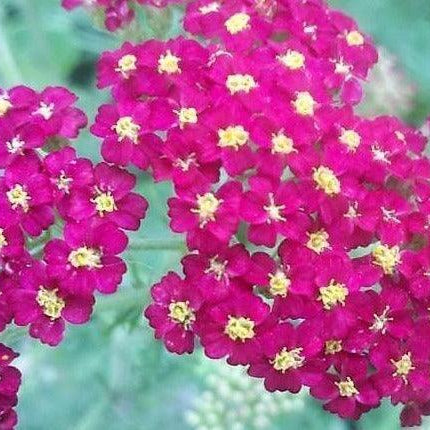 500 Mixed Summer Yarrow Seeds - Seed World