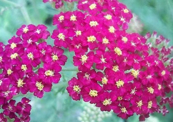 500 Mixed Summer Yarrow Seeds - Seed World