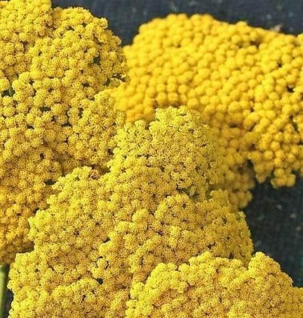 500 Mixed Summer Yarrow Seeds - Seed World