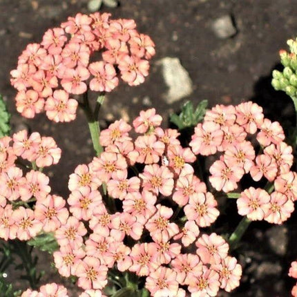500 Mixed Summer Yarrow Seeds - Seed World