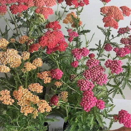 500 Mixed Summer Yarrow Seeds - Seed World