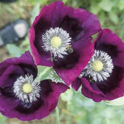 500 Papaver Somniferum 'Lauren's Grape' Seeds - Seed World